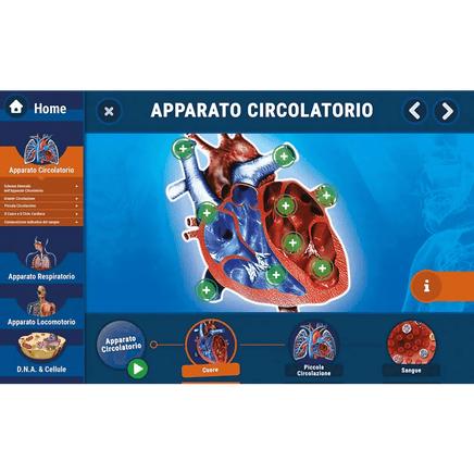 Il Corpo Umano - Scienza e Gioco - Giocattoli e Bambini - Toys Store8005125139644